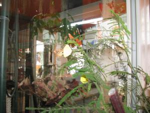 ミモザに？｜「深山生花店」　（佐賀県多久市の花キューピット加盟店 花屋）のブログ
