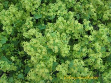 アルケミラモリス（＾◇＾） 花屋ブログ 佐賀県多久市の花屋  深山生花店にフラワーギフトはお任せください。｜当店は、安心と信頼の花キューピット加盟店です。｜花キューピットタウン