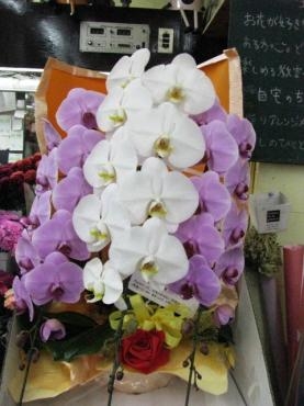 二色の胡蝶蘭です。｜「深山生花店」　（佐賀県多久市の花キューピット加盟店 花屋）のブログ