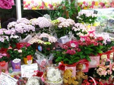 今年の母の日！！｜「深山生花店」　（佐賀県多久市の花キューピット加盟店 花屋）のブログ